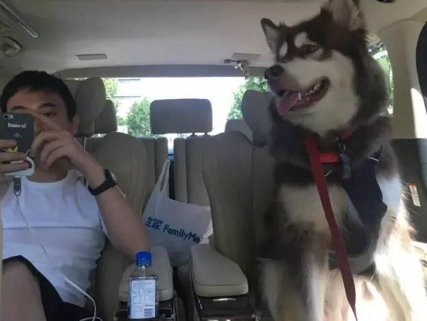 狗界奢侈品,金毛王可可