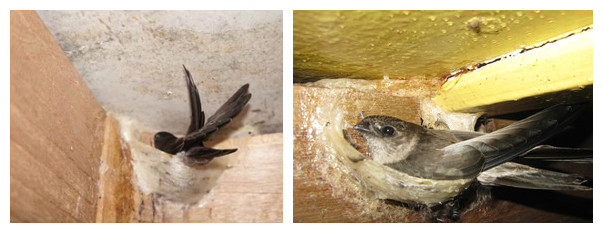 终于知道燕窝为啥这么贵,终于知道燕窝为什么这么贵