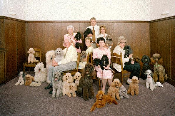 知宠是什么,知宠