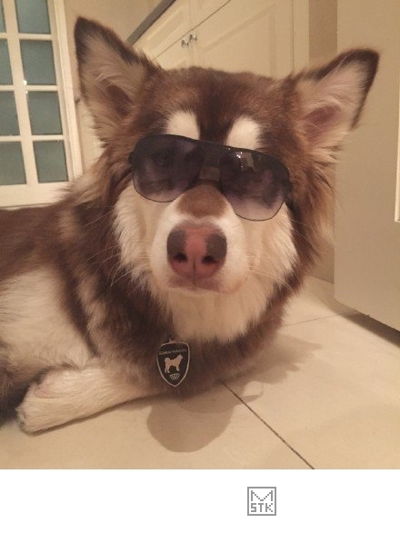 狗界奢侈品,金毛王可可