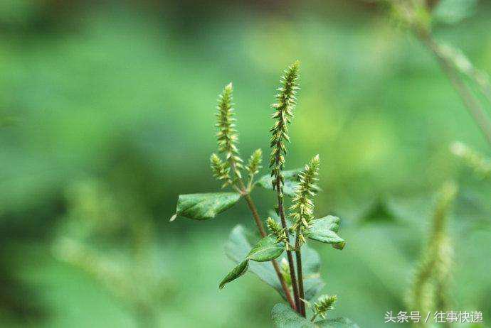 野菜虎杖的功效与作用,草药虎尾鞭功效