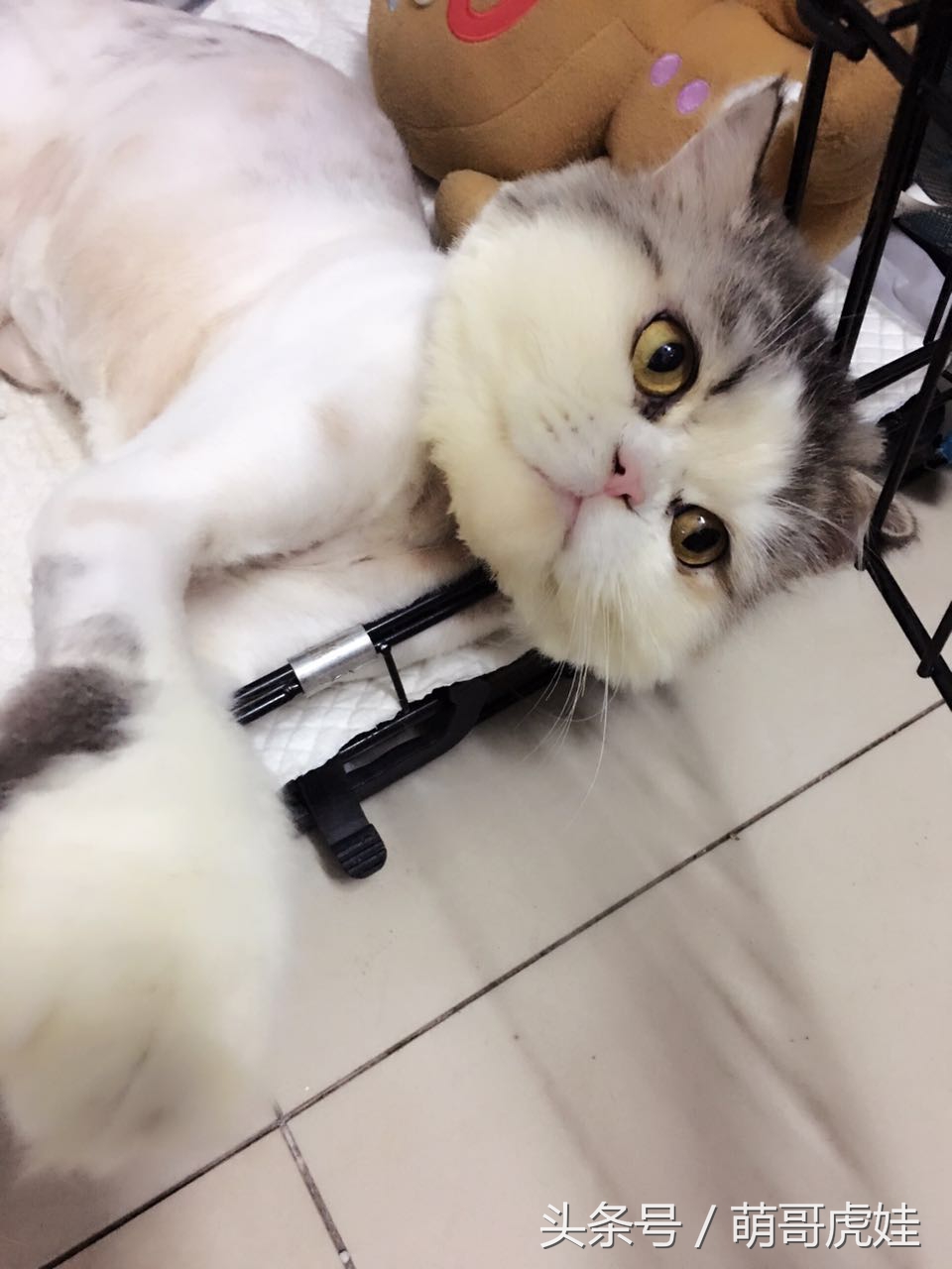 澶忓ぉ鏉ヤ簡鐚ゴ,澶忓ぉ鏉ヤ簡瑕佺粰鐚壀姣涘悧