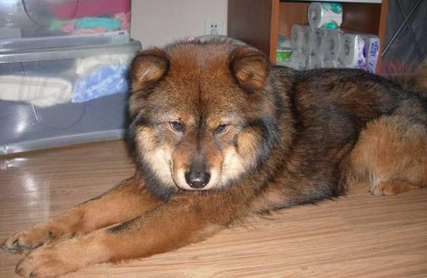 十大最忠诚的狗排名大白熊犬,大白熊犬大型犬品种大全带图