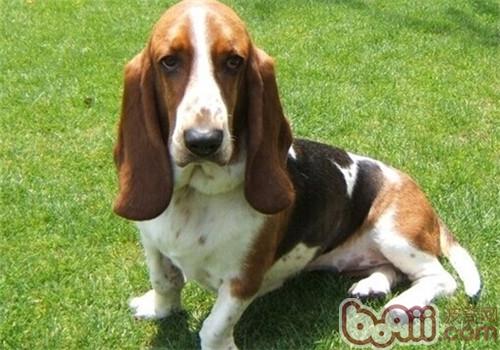 盘点10种最不会脱毛的狗狗,排在第1的墨西哥无毛犬实在太骚啦