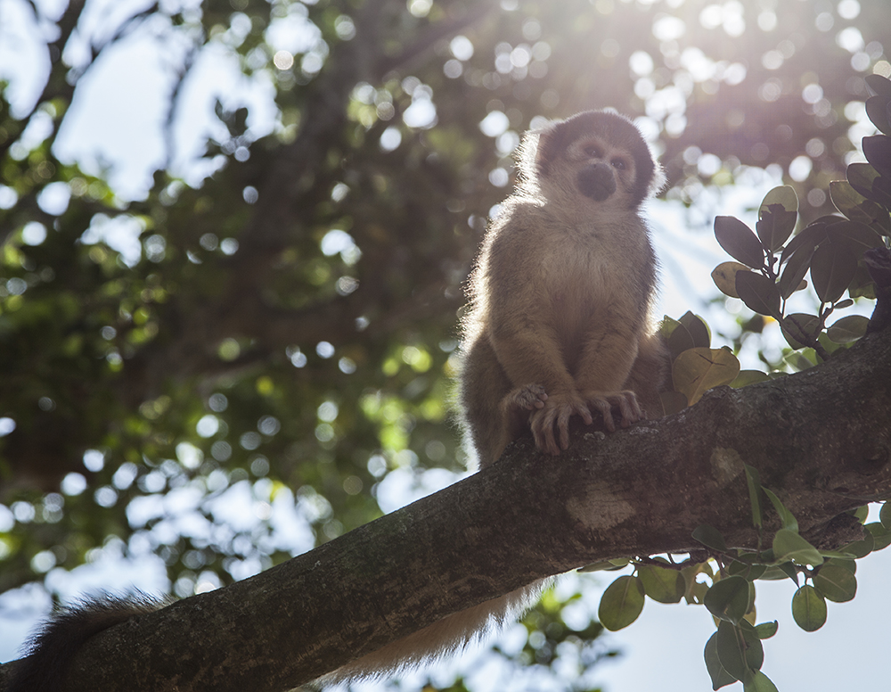 日本喜欢泡温泉的动物,日本爱泡温泉的狗子