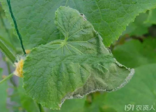 黄瓜用小苏打加红糖能防治病害,亮盾与阿米西达防治黄瓜病害
