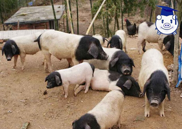 90后女孩养猪致富经历,简单养猪致富经视频
