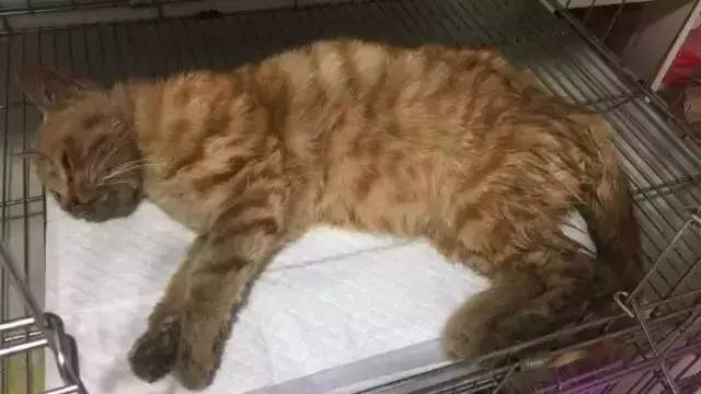 承德世纪城发生一起虐猫事件，可以不爱，请不要伤害！