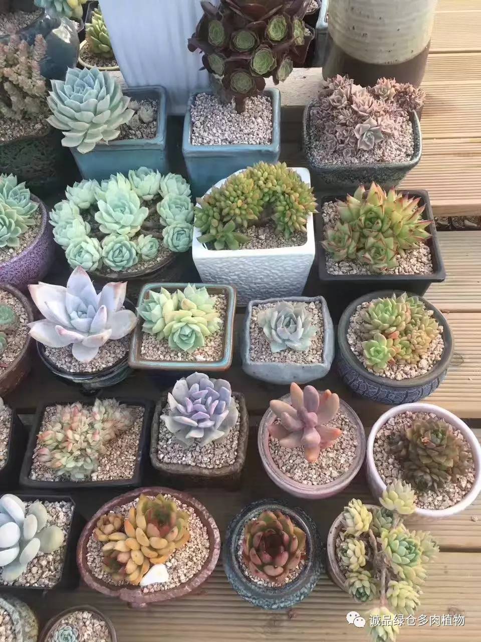 秀妍肉肉倒盆后的变化,多肉大棚展示图