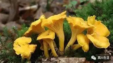 请不要对着手机流口水\^O^/宾川鸡足山正疯长的野生菌