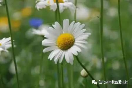 鍘熷垱瑙﹀姩,瑙﹀強鍘熷垱