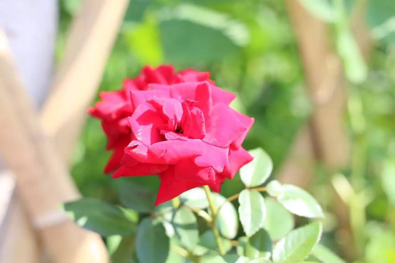 实拍鲅鱼圈“金色海洋”！和你的Ta来场“沉默”的邂逅……