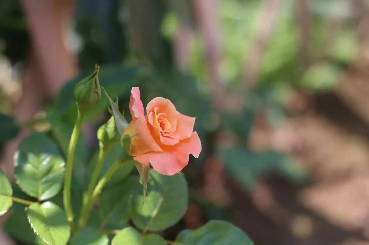 实拍鲅鱼圈“金色海洋”！和你的Ta来场“沉默”的邂逅……