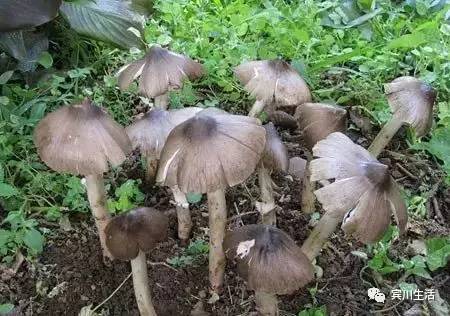 请不要对着手机流口水\^O^/宾川鸡足山正疯长的野生菌