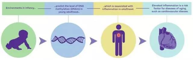 心情很复杂……童年时的生活环境会在DNA上烙上印记，影响成年时的健康状况｜临床大发现