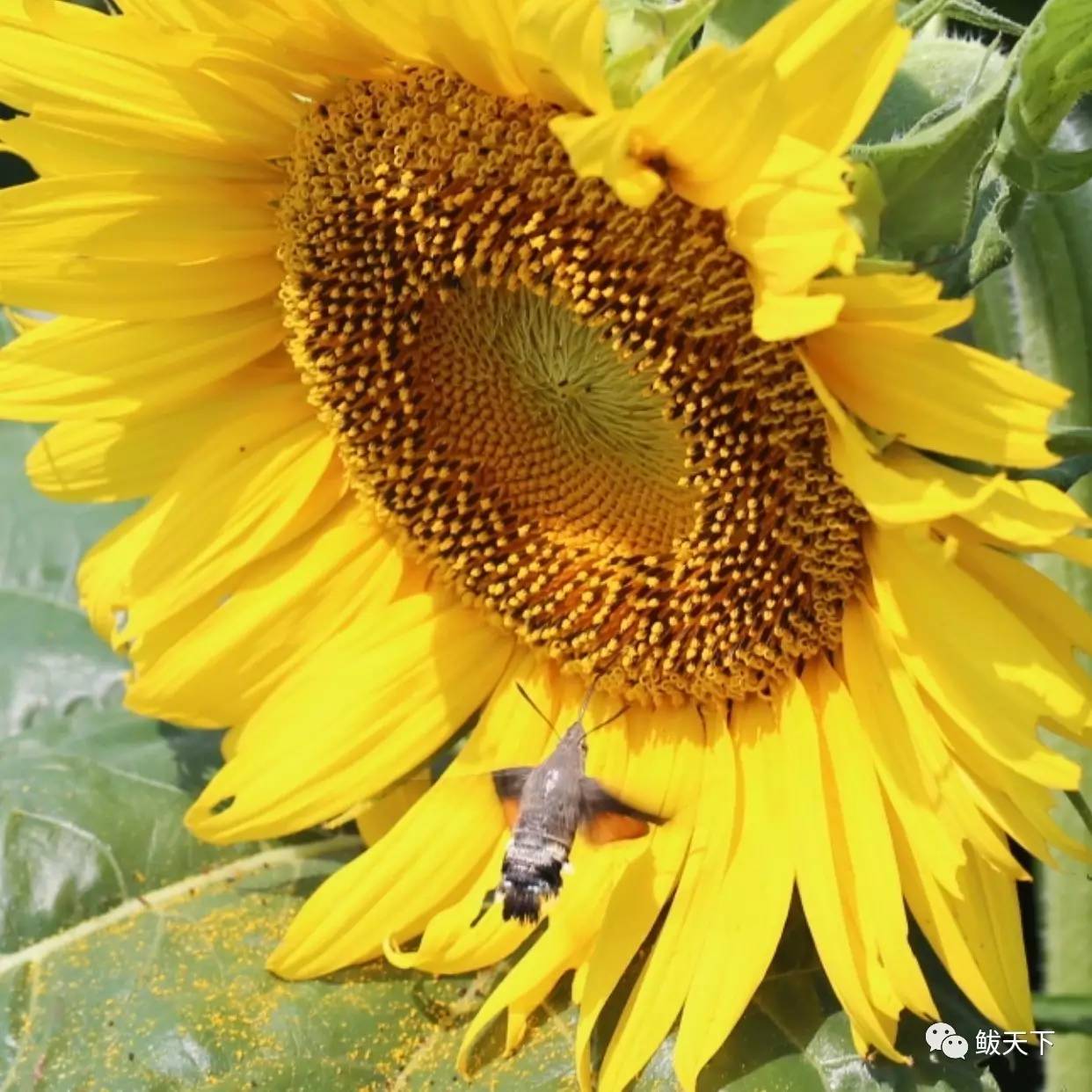 实拍鲅鱼圈“金色海洋”！和你的Ta来场“沉默”的邂逅……
