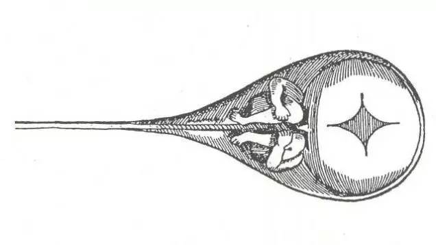 精子的发展历程,精子科学术语怎么说