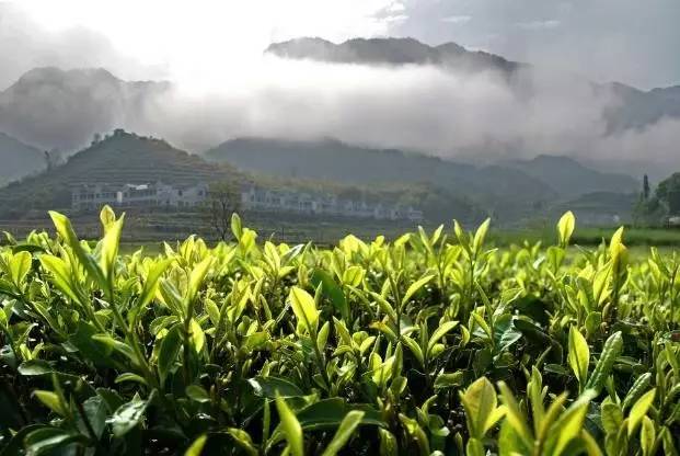 茶叶是个宝喝得好胜过冬虫夏草,茶叶也是好东西