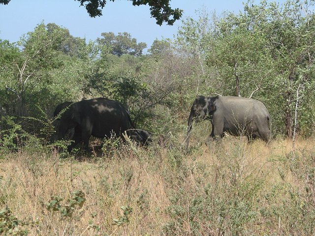 在斯里兰卡旅游必做的10件事,在斯里兰卡的难忘旅行经历