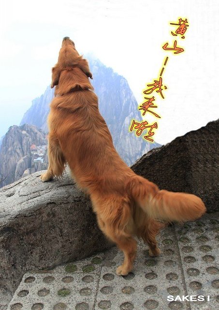 金毛萨克斯,金毛挑战全部视频