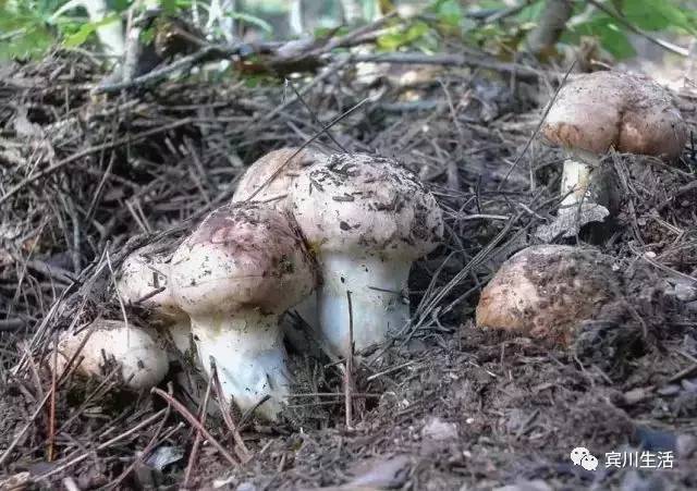 请不要对着手机流口水\^O^/宾川鸡足山正疯长的野生菌