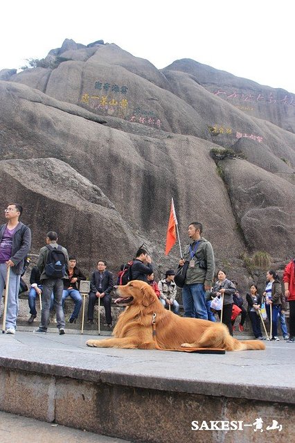 金毛萨克斯,金毛挑战全部视频