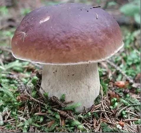 请不要对着手机流口水\^O^/宾川鸡足山正疯长的野生菌