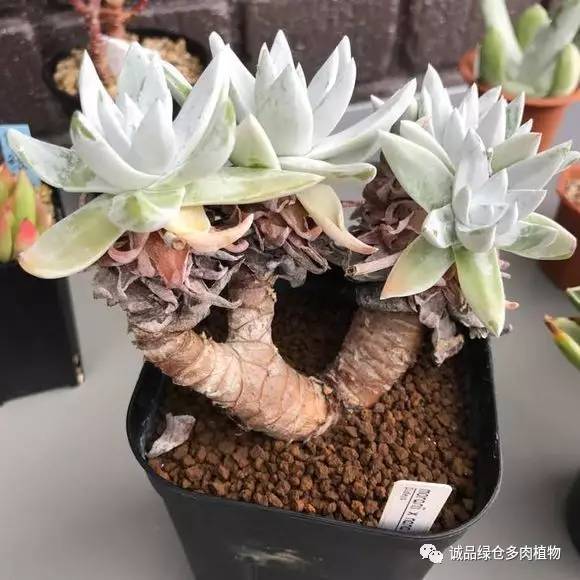 日本第二届多肉特卖会