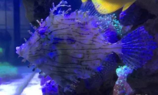 炮弹鱼追人咬,炮弹鱼钓石斑