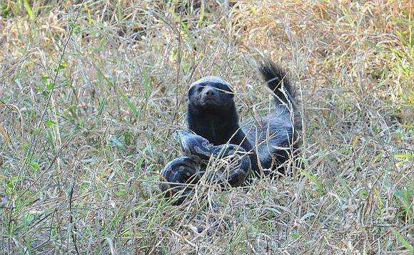 非洲平头哥人狠话不多