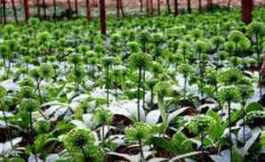 生理期能吃三七通胶囊吗,生理期可以吃三七煲汤