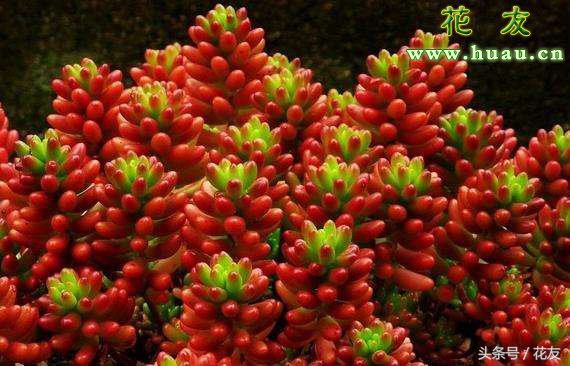 虹之玉夏季的养护方法,虹之玉锦夏季养护