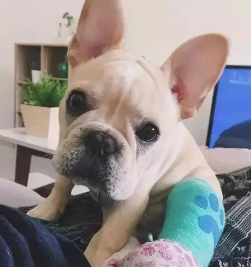 受了伤的狗狗,汪星人受伤真相