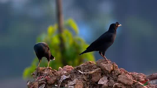 天下一场梦养鸟视频,天下一场梦养八哥
