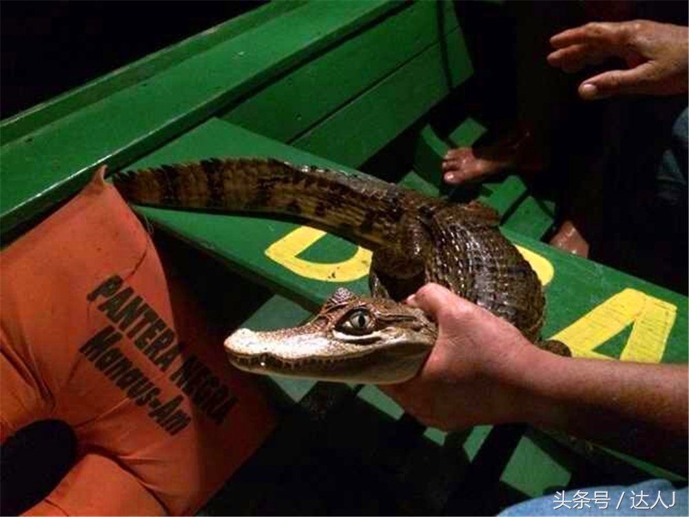 达人J：巴西的盛宴