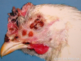 夏天农户养鸡注意事项及防治,夏天养鸡如何防蚊蝇呢