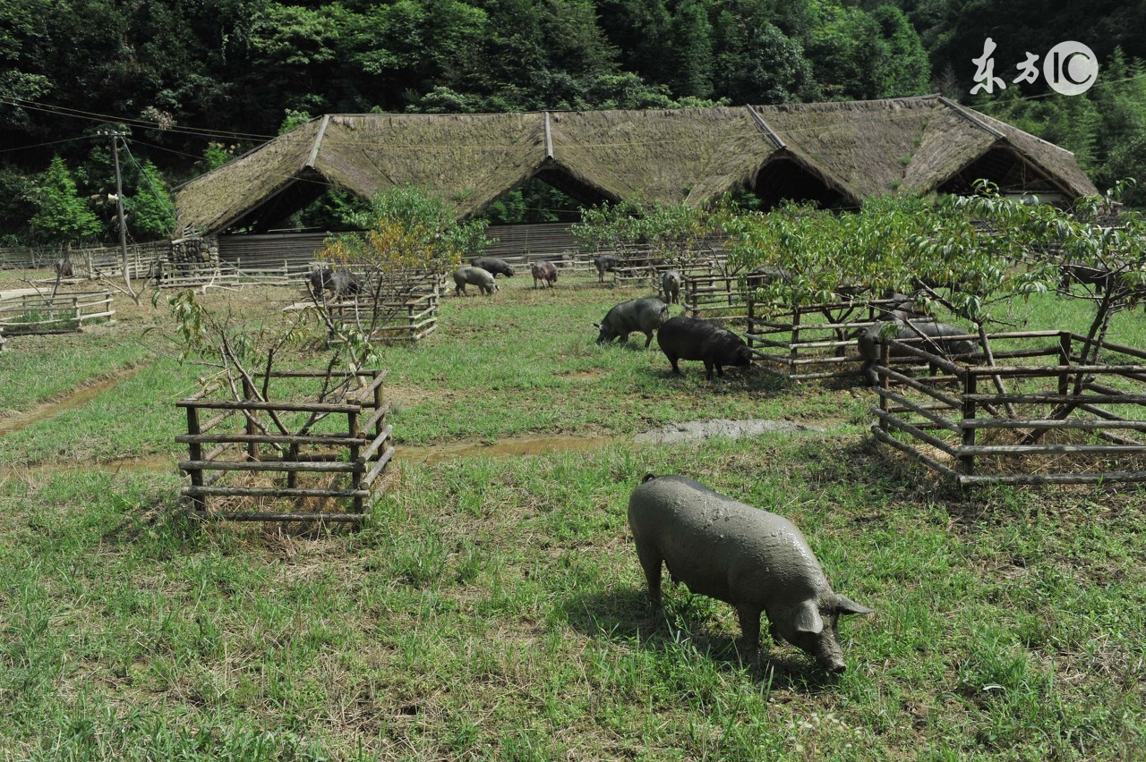 人畜共患病猪,初步诊断猪丹毒
