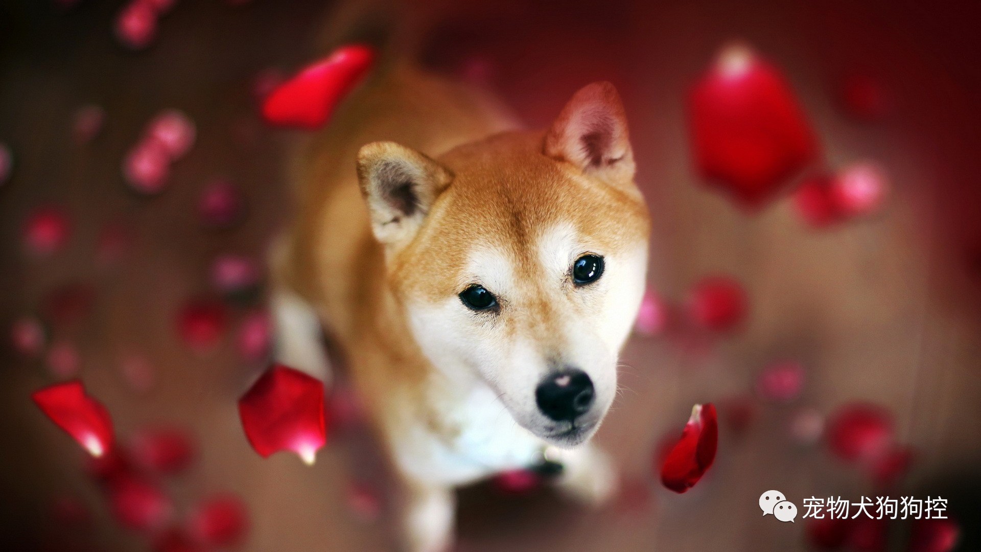 新手养狗必买用品,新手养狗小技巧