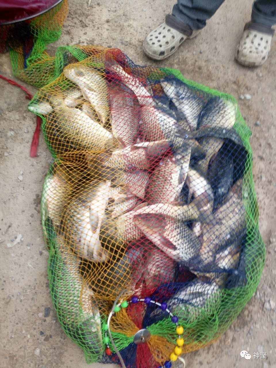 黑坑鲤鱼咬钩水下视频,鲤鱼上钩瞬间