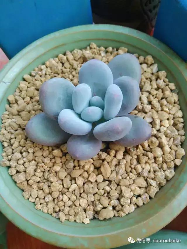 遇见多肉作品,和多肉邂逅的时光