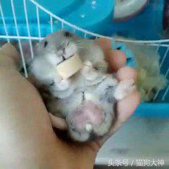 仓鼠三天不喝水怎么办,仓鼠可以三天不吃不喝吗