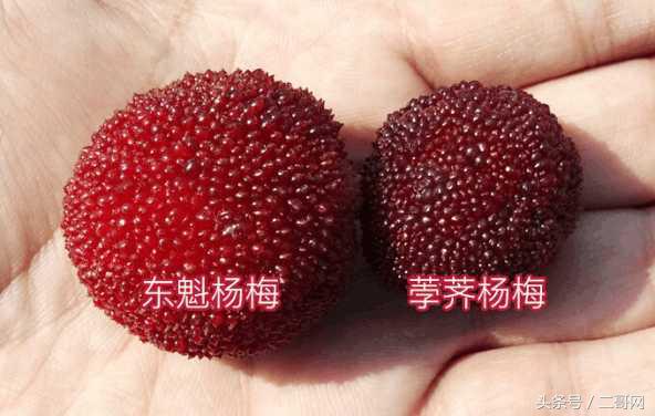 杨梅挑选小技巧,杨梅怎么样才能熟得快