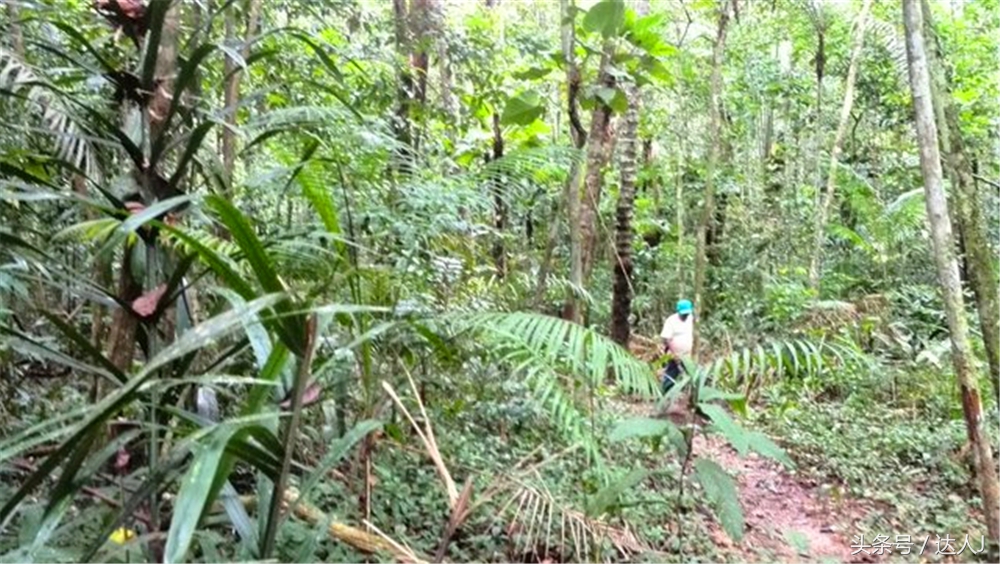 达人J：巴西的盛宴