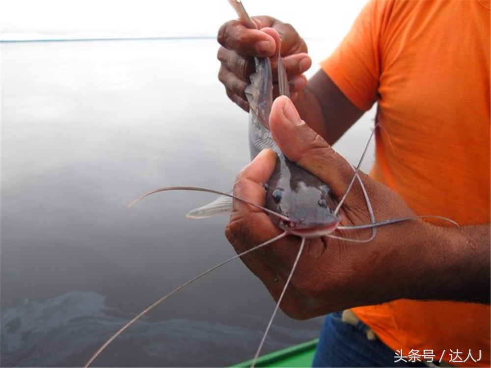 达人J：巴西的盛宴