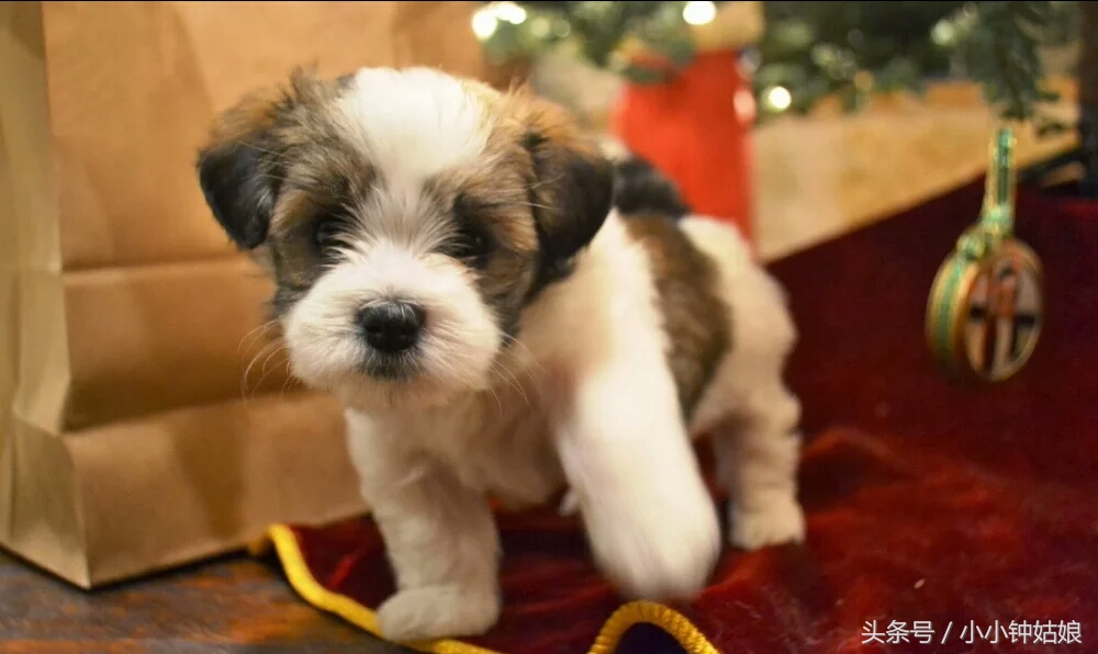 盐水能治狗狗皮肤瘙痒吗,狗狗皮肤溃烂瘙痒怎么治疗
