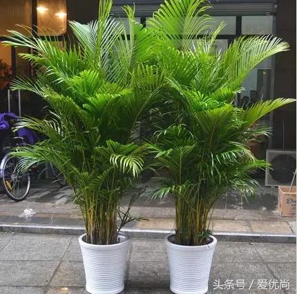 凤尾竹叶尖变黄发干怎么挽救,凤尾竹叶尖发黑变干怎么办