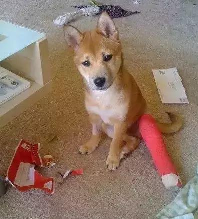 受了伤的狗狗,汪星人受伤真相