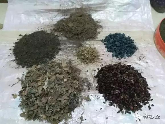 植物起死回生 (让植物起死回生的小妙招)