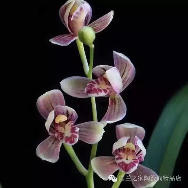 春兰和蕙兰莲瓣,蕙兰带花苞的兰花怎样上盆