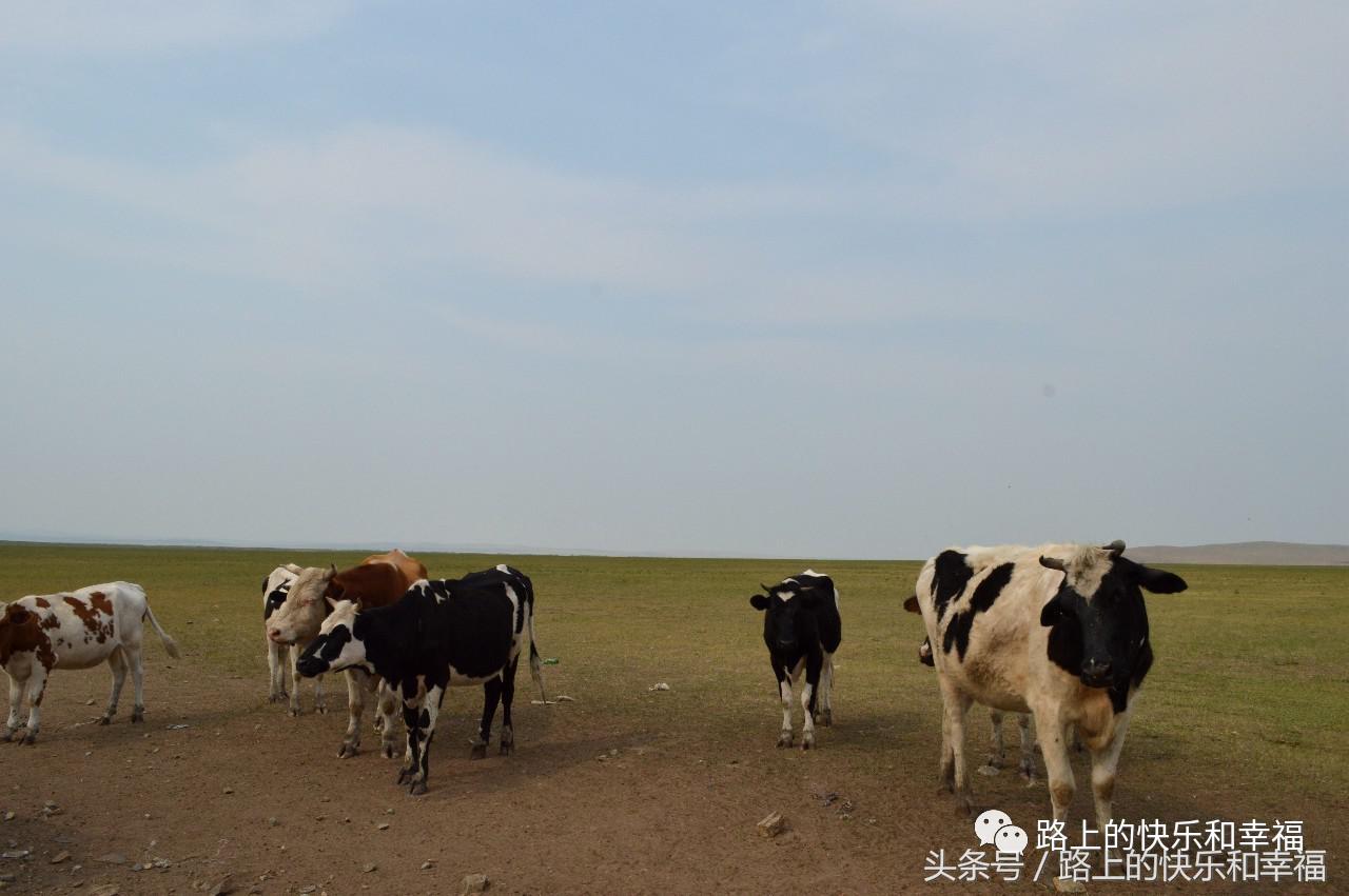 内蒙古呼伦贝尔大草原之行,内蒙呼伦贝尔大草原旅行